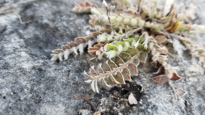 Evolvulus grisebachii, photographed by Michelle Sevcovas