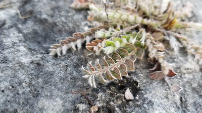 Evolvulus grisebachii, photographed by Michelle Sevcovas