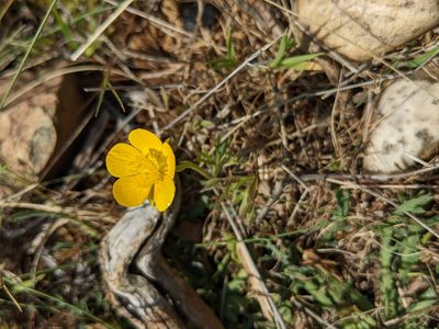 Ranunculus paludosus, photographed by Denis Bastianelli