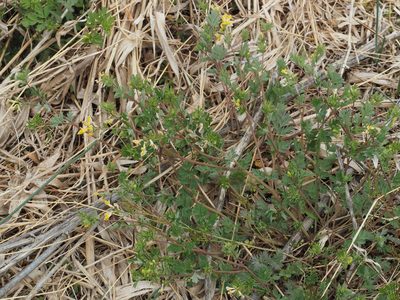Corydalis flavula, photographed by mefisher