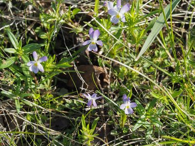 Viola rafinesquei, photographed by mefisher