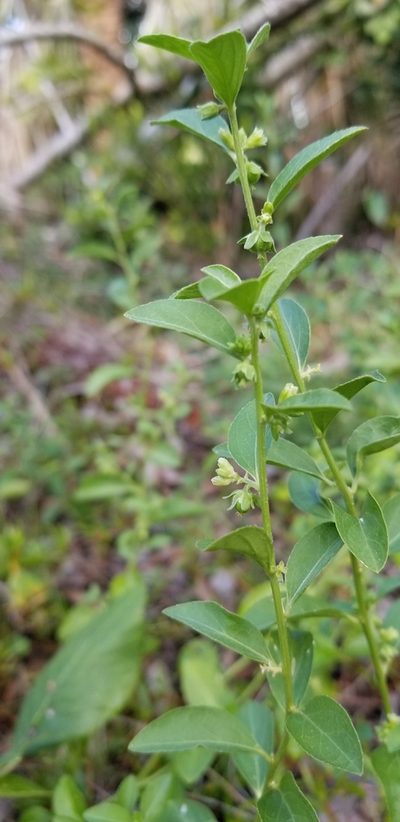 Ditaxis argothamnoides, photographed by Michelle Sevcovas