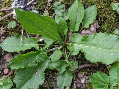 Rumex pulcher, photographed by Piermario Maculan