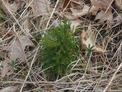 Dendrolycopodium hickeyi, photographed by Lynn Harper