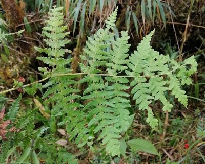 Histiopteris incisa, photographed by Alfredo F. Fuentes Claros