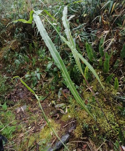 Campyloneurum amphostenon, photographed by Alfredo F. Fuentes Claros