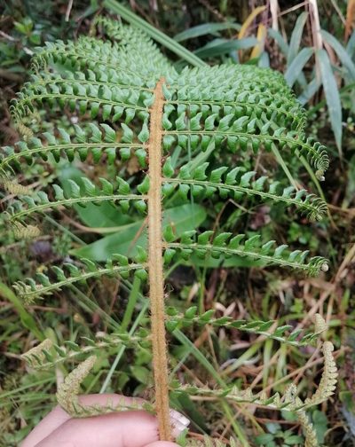Polystichum montevidense, photographed by Alfredo F. Fuentes Claros