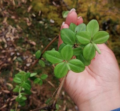 Peperomia tetraphylla, photographed by Alfredo F. Fuentes Claros