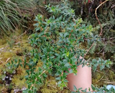 Gaultheria myrsinoides, photographed by Alfredo F. Fuentes Claros