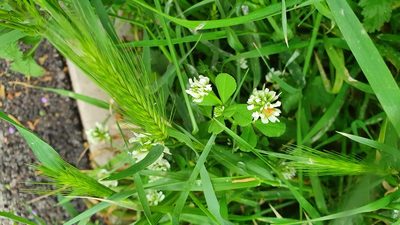Trifolium nigrescens, photographed by Andrea Meucci