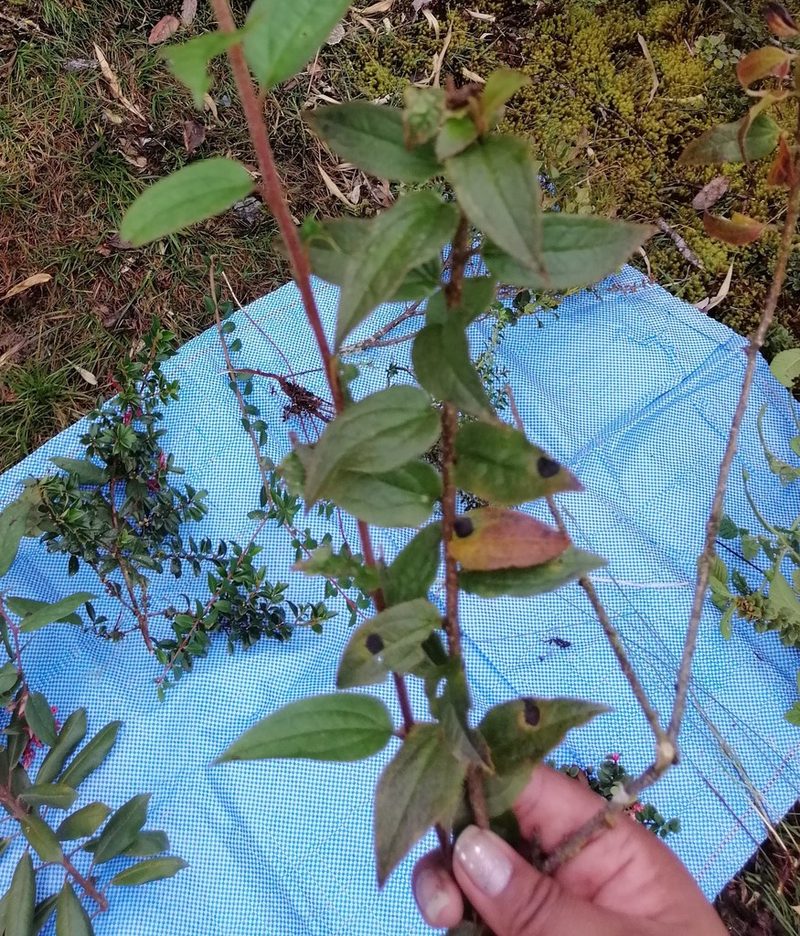 Baccharis saliens, photographed by Alfredo F. Fuentes Claros