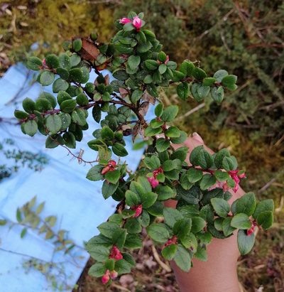 Gaultheria vaccinioides, photographed by Alfredo F. Fuentes Claros
