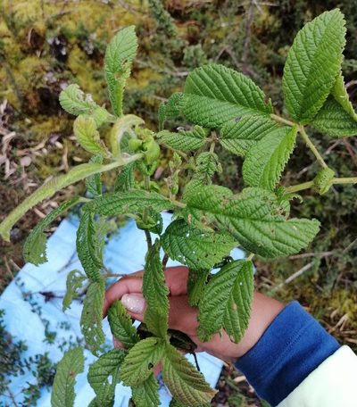 Rubus nubigenus, photographed by Alfredo F. Fuentes Claros