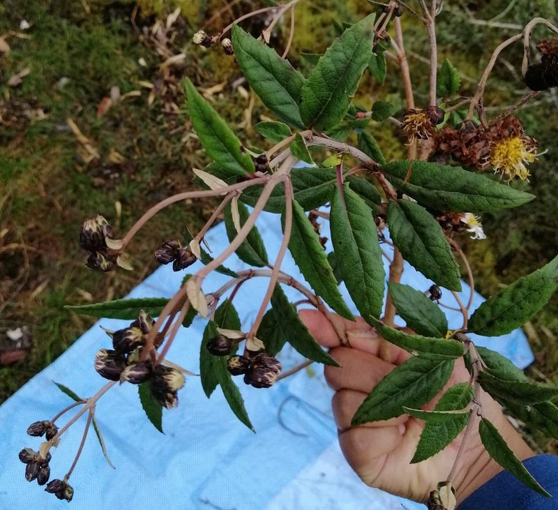 Munnozia foliosa, photographed by Alfredo F. Fuentes Claros