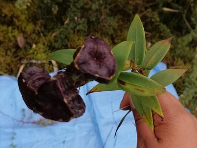 Bomarea aurantiaca, photographed by Alfredo F. Fuentes Claros