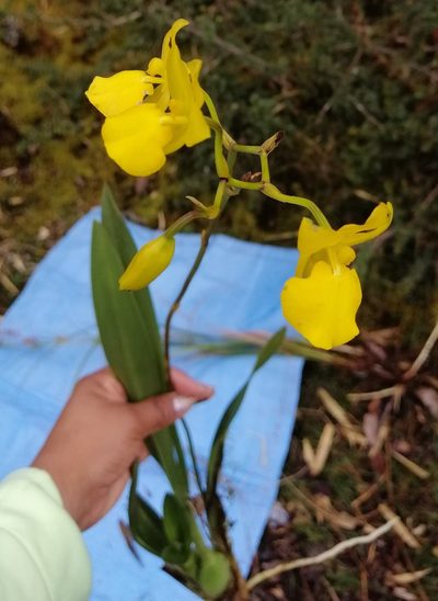 Cyrtochilum mystacinum, photographed by Alfredo F. Fuentes Claros
