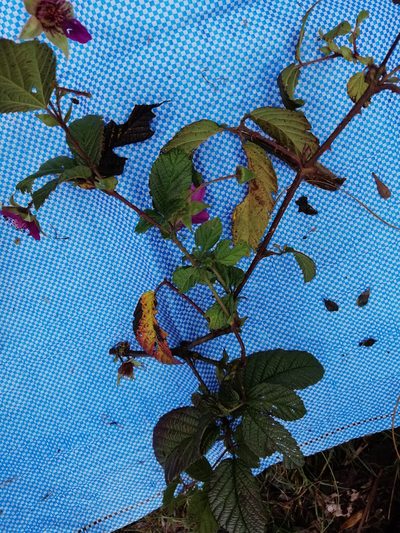 Rubus roseus, photographed by Alfredo F. Fuentes Claros