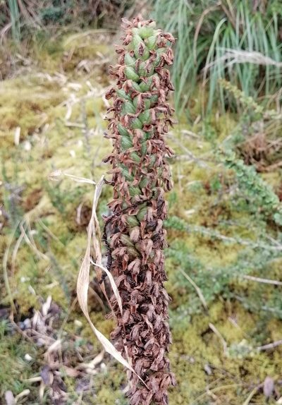 Gomphichis plantaginifolia, photographed by Alfredo F. Fuentes Claros