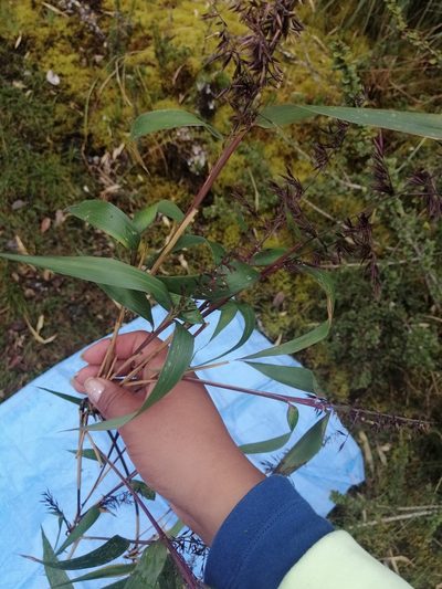 Chusquea scandens, photographed by Alfredo F. Fuentes Claros