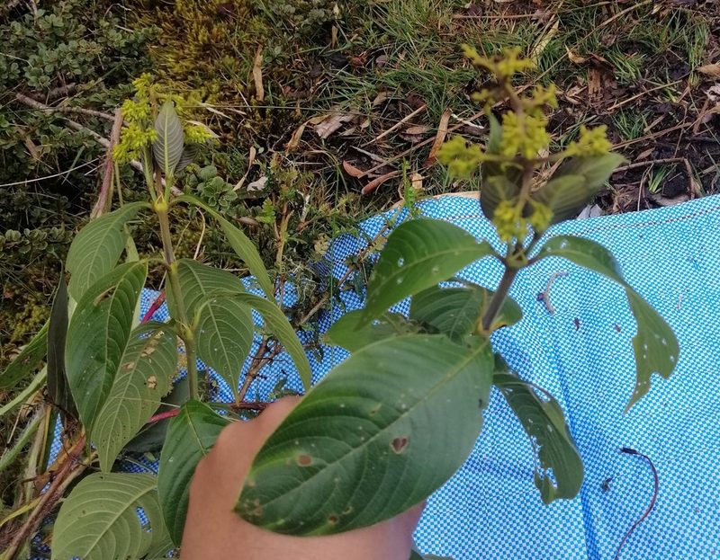 Palicourea reticulata, photographed by Alfredo F. Fuentes Claros