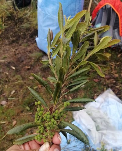 Myrica pubescens, photographed by Alfredo F. Fuentes Claros