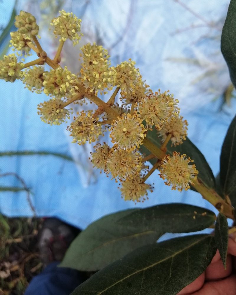 Oreopanax rusbyi, photographed by Alfredo F. Fuentes Claros