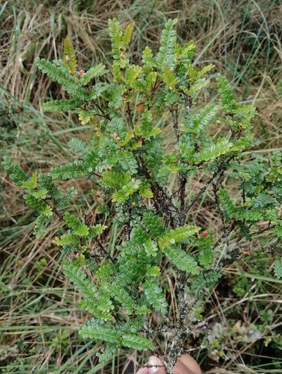 Weinmannia fagaroides, photographed by Alfredo F. Fuentes Claros