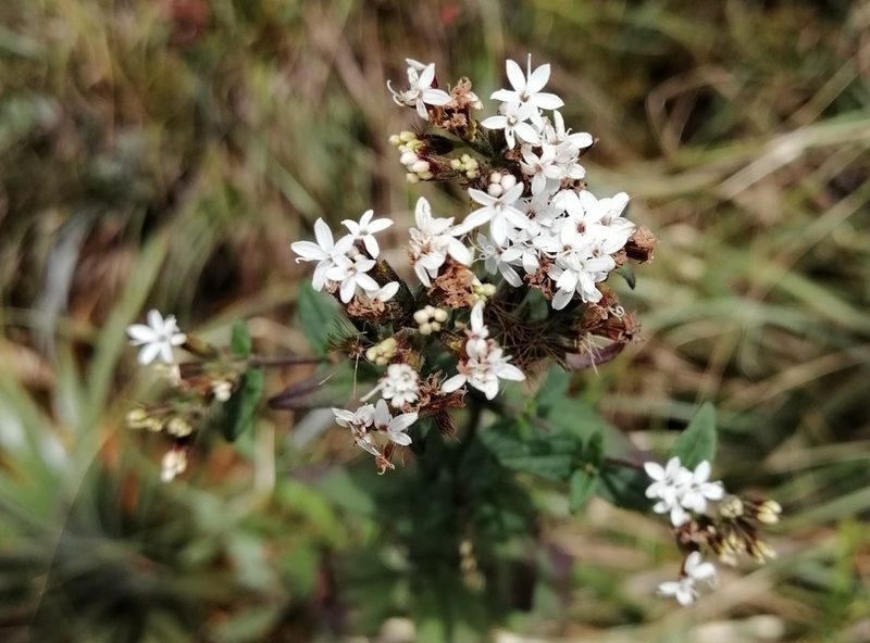 Stevia boliviensis, photographed by Alfredo F. Fuentes Claros