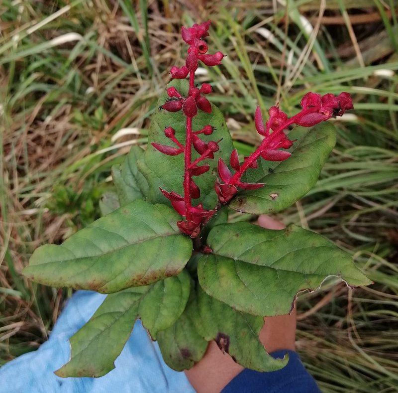 Gaultheria bracteata, photographed by Alfredo F. Fuentes Claros