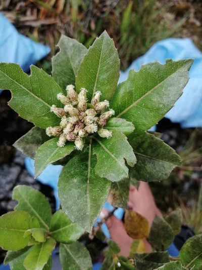 Baccharis buchtienii, photographed by Alfredo F. Fuentes Claros