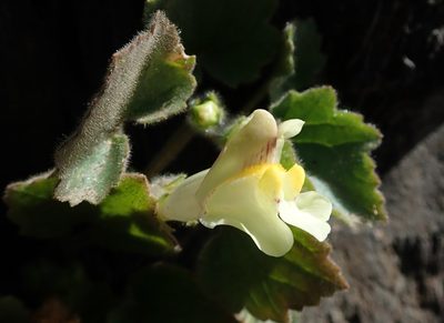 Asarina procumbens, photographed by Benoit NABHOLZ