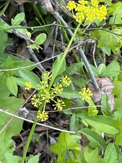 Thaspium barbinode, photographed by Becky Dill