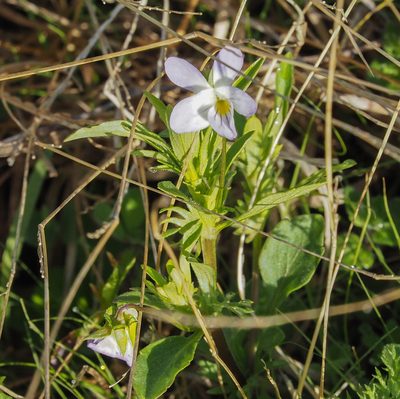Viola rafinesquei, photographed by mefisher