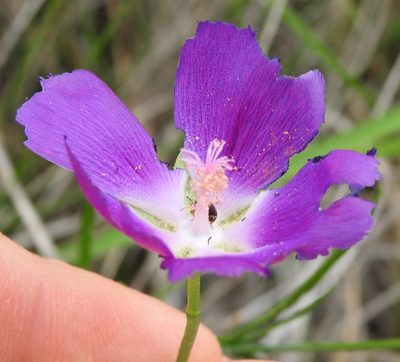 Callirhoe pedata, photographed by saltyhiker