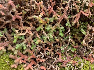 Selaginella denticulata, photographed by Katrin Simon