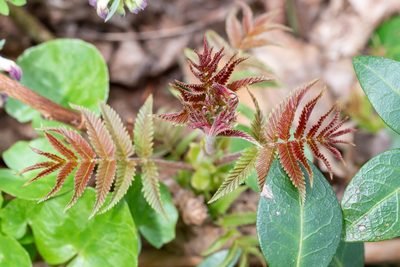 Sorbaria sorbifolia, photographed by Patrick Hanly
