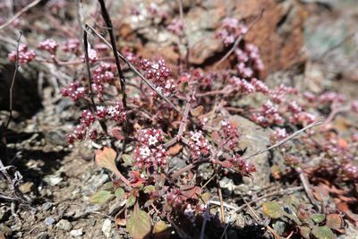 Chorizanthe breweri, photographed by paulexcoff