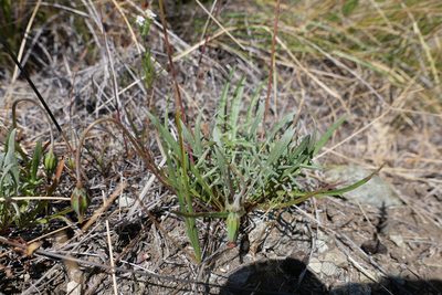 Microseris douglasii, photographed by paulexcoff