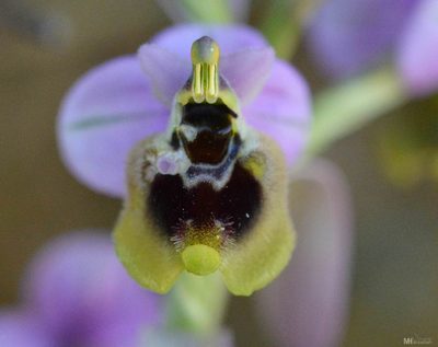 Ophrys tenthredinifera, photographed by Mourad Harzallah