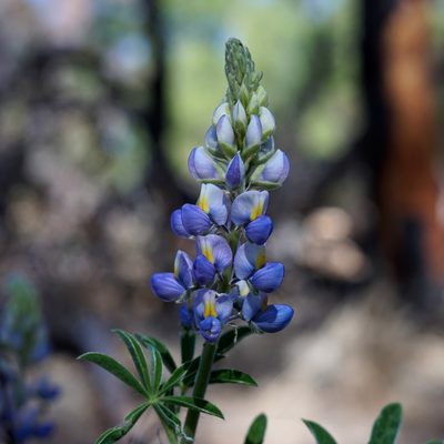 Lupinus neomexicanus, photographed by Andrew Tree