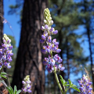 Lupinus neomexicanus, photographed by Andrew Tree