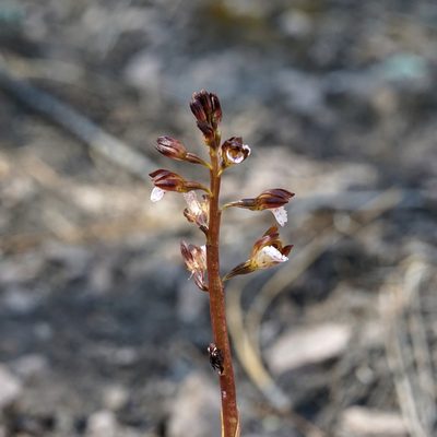 Corallorhiza wisteriana, photographed by Andrew Tree