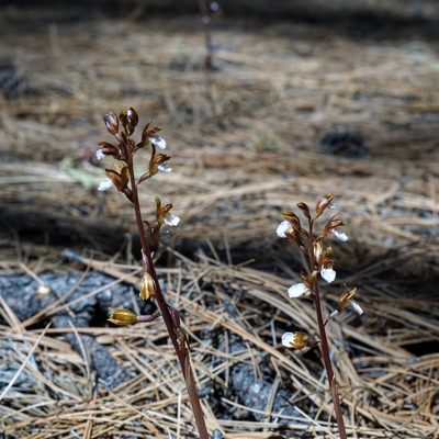 Corallorhiza wisteriana, photographed by Andrew Tree