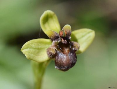 Ophrys bombyliflora, photographed by Mourad Harzallah