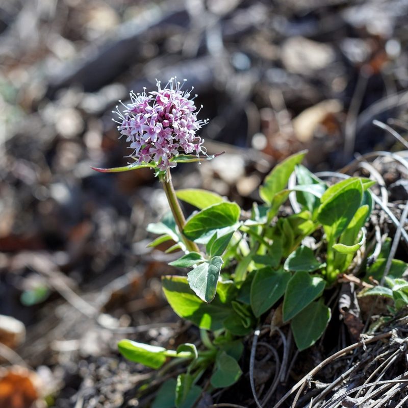 Valeriana arizonica, photographed by Andrew Tree
