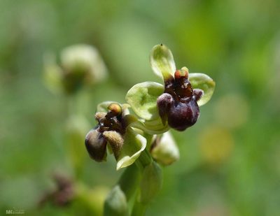Ophrys bombyliflora, photographed by Mourad Harzallah