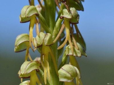 Orchis anthropophora, photographed by Mourad Harzallah