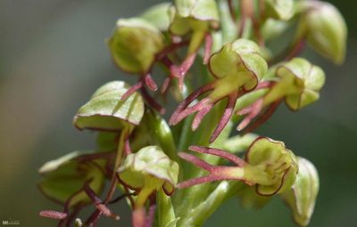 Orchis anthropophora, photographed by Mourad Harzallah