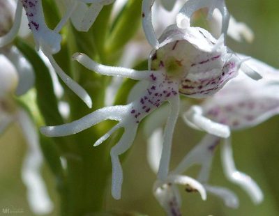 Orchis simia, photographed by Mourad Harzallah