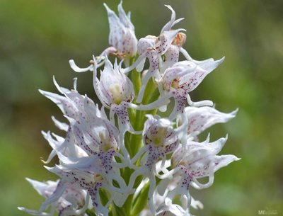 Orchis simia, photographed by Mourad Harzallah